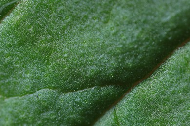 Texture of green leaf as background, macro view