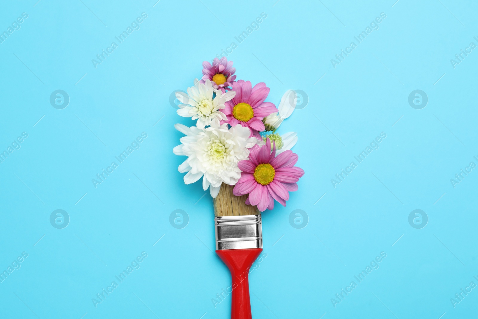 Photo of Brush painting with chrysanthemum flowers on light blue background, top view. Creative concept