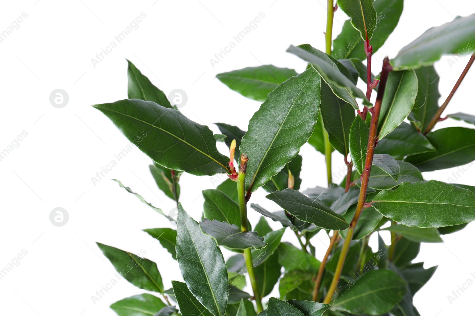 Photo of Branches with bay leaves isolated on white, closeup