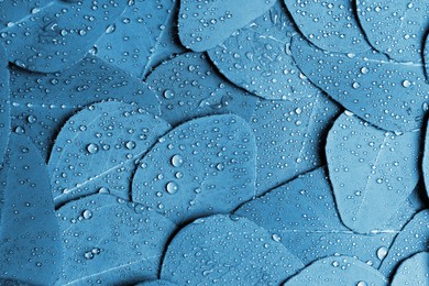 Image of Fresh leaves of eucalyptus with water drops as background, top view. Blue tone