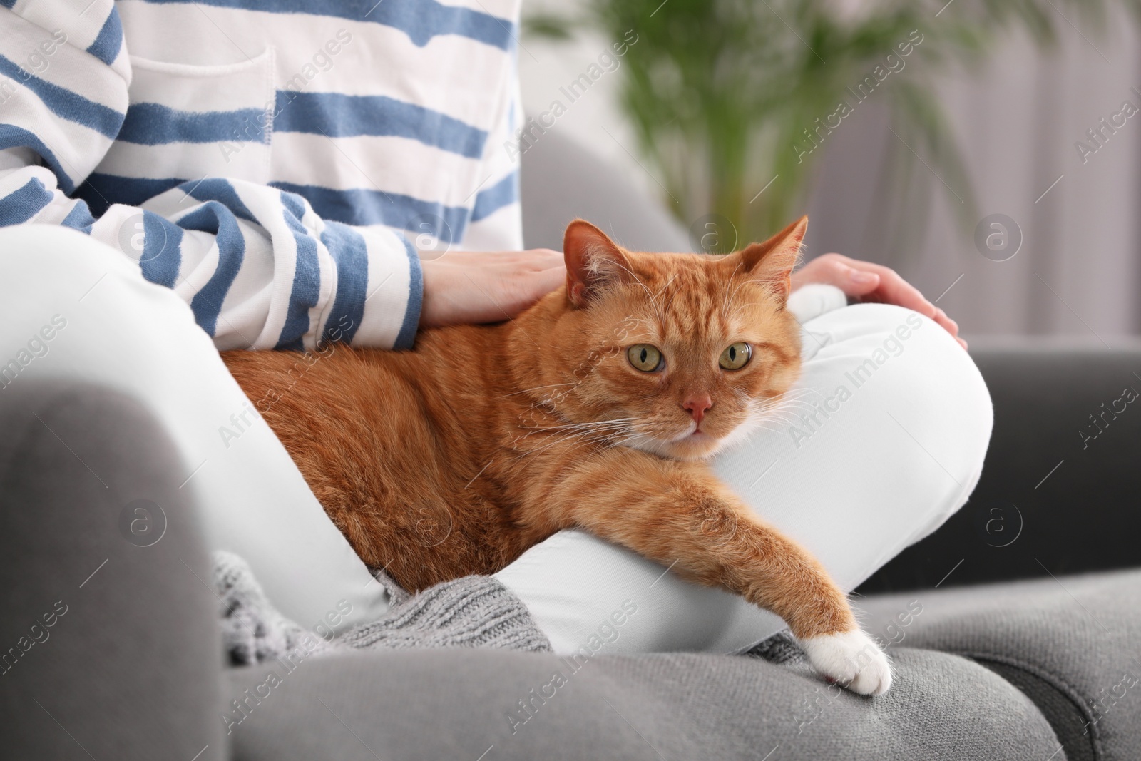 Photo of Woman with her cute cat on sofa at home, closeup