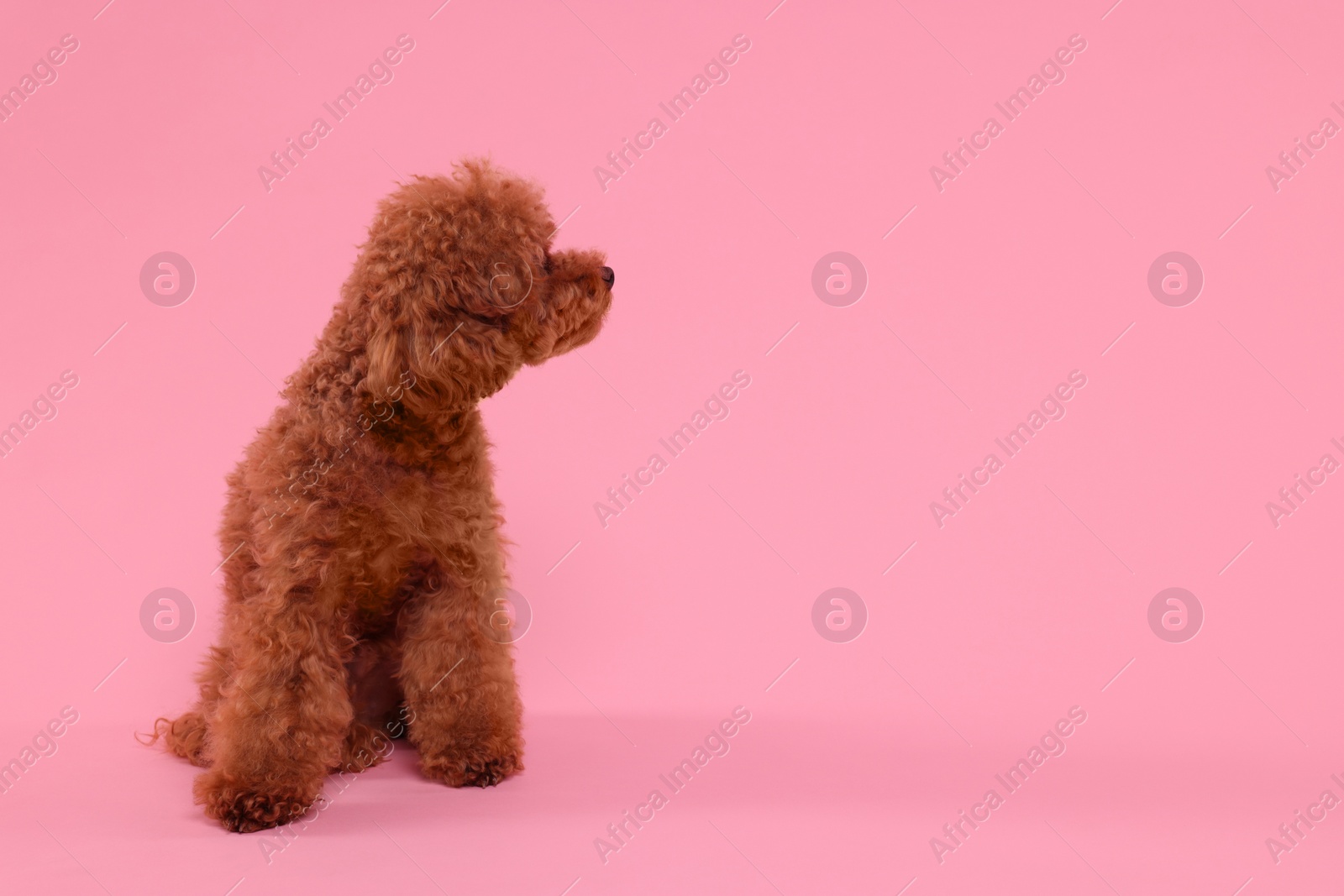 Photo of Cute Maltipoo dog on pink background, space for text. Lovely pet