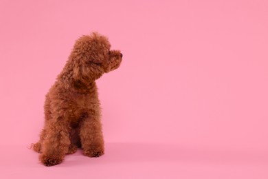 Cute Maltipoo dog on pink background, space for text. Lovely pet