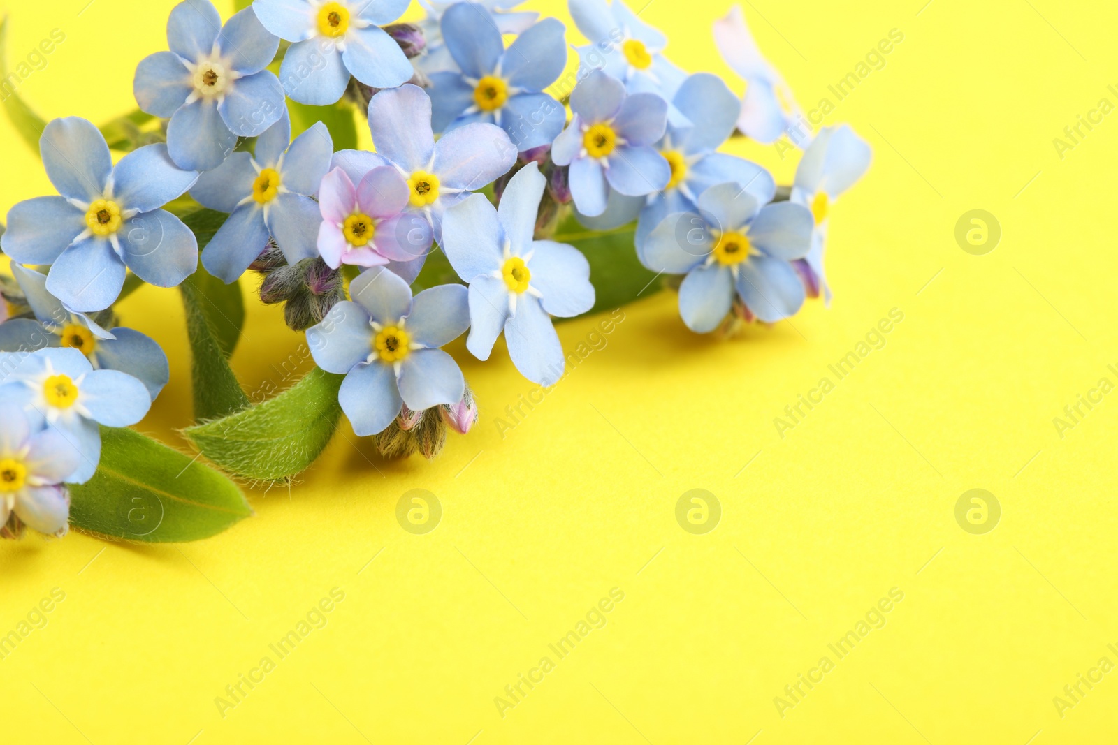 Photo of Amazing spring forget-me-not flowers on color background. Space for text