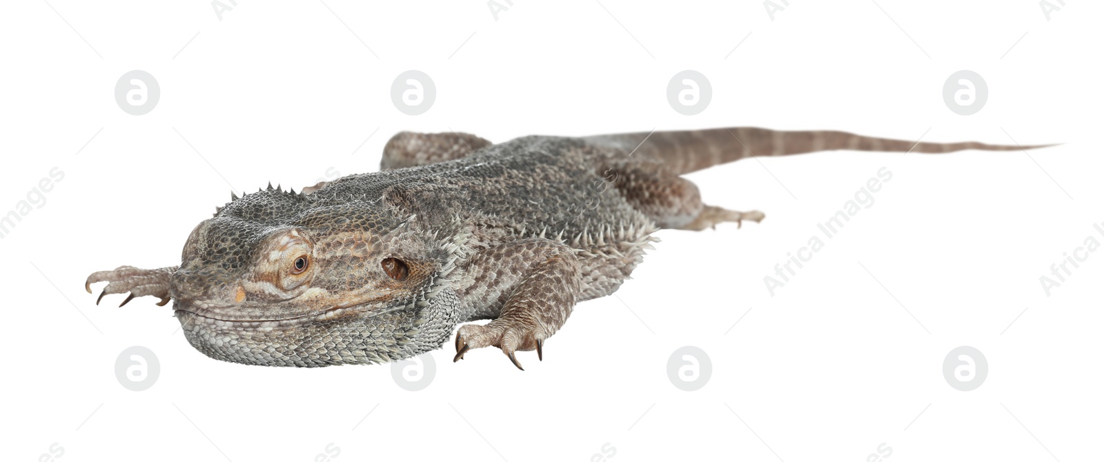 Photo of Bearded lizard (Pogona barbata) isolated on white. Exotic pet