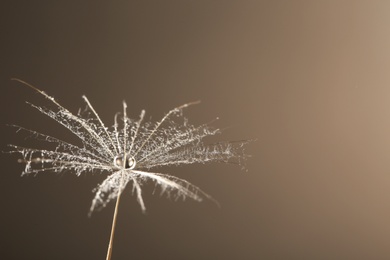 Photo of Dandelion seed with dew drop on grey background, close up