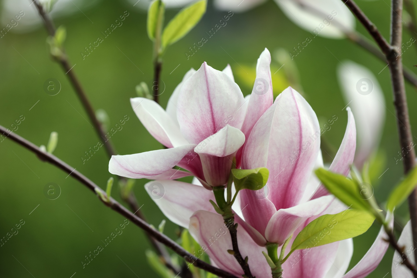 Photo of Magnolia tree with beautiful flowers on blurred background, closeup