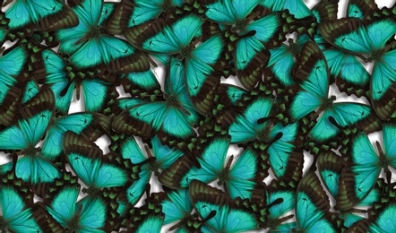 Many bright sea green swallowtail butterflies as background