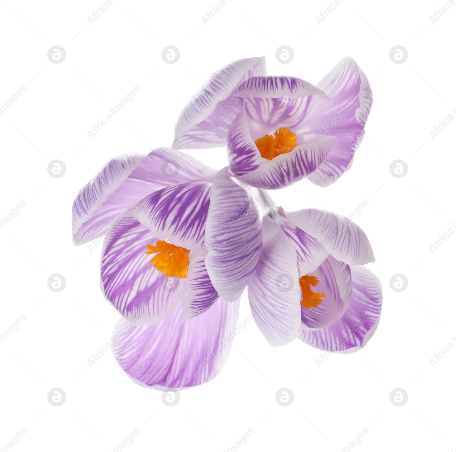 Photo of Beautiful fresh crocus flowers on white background