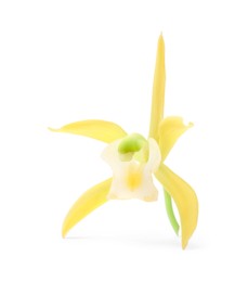 Yellow vanilla orchid flower isolated on white