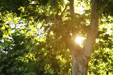Beautiful tree with green leaves outdoors on sunny day