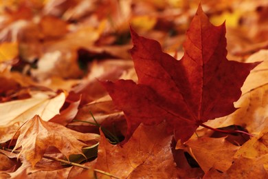 Pile of beautiful fallen leaves outdoors on autumn day, closeup