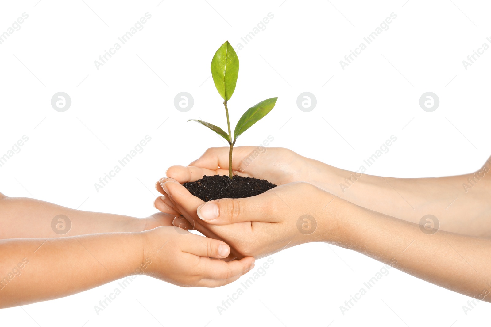 Photo of Woman passing soil with green plant to her child on white background. Family concept