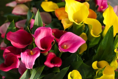 Photo of Many beautiful calla lilies as background, above view. Spring season