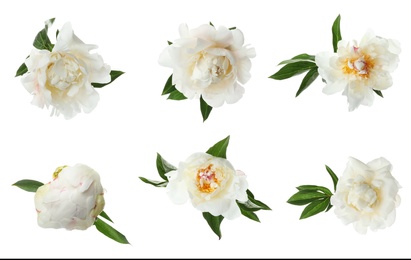 Image of Set of beautiful peony flowers on white background