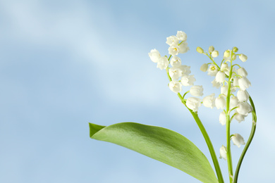 Beautiful lily of the valley flowers against blue sky, closeup. Space for text