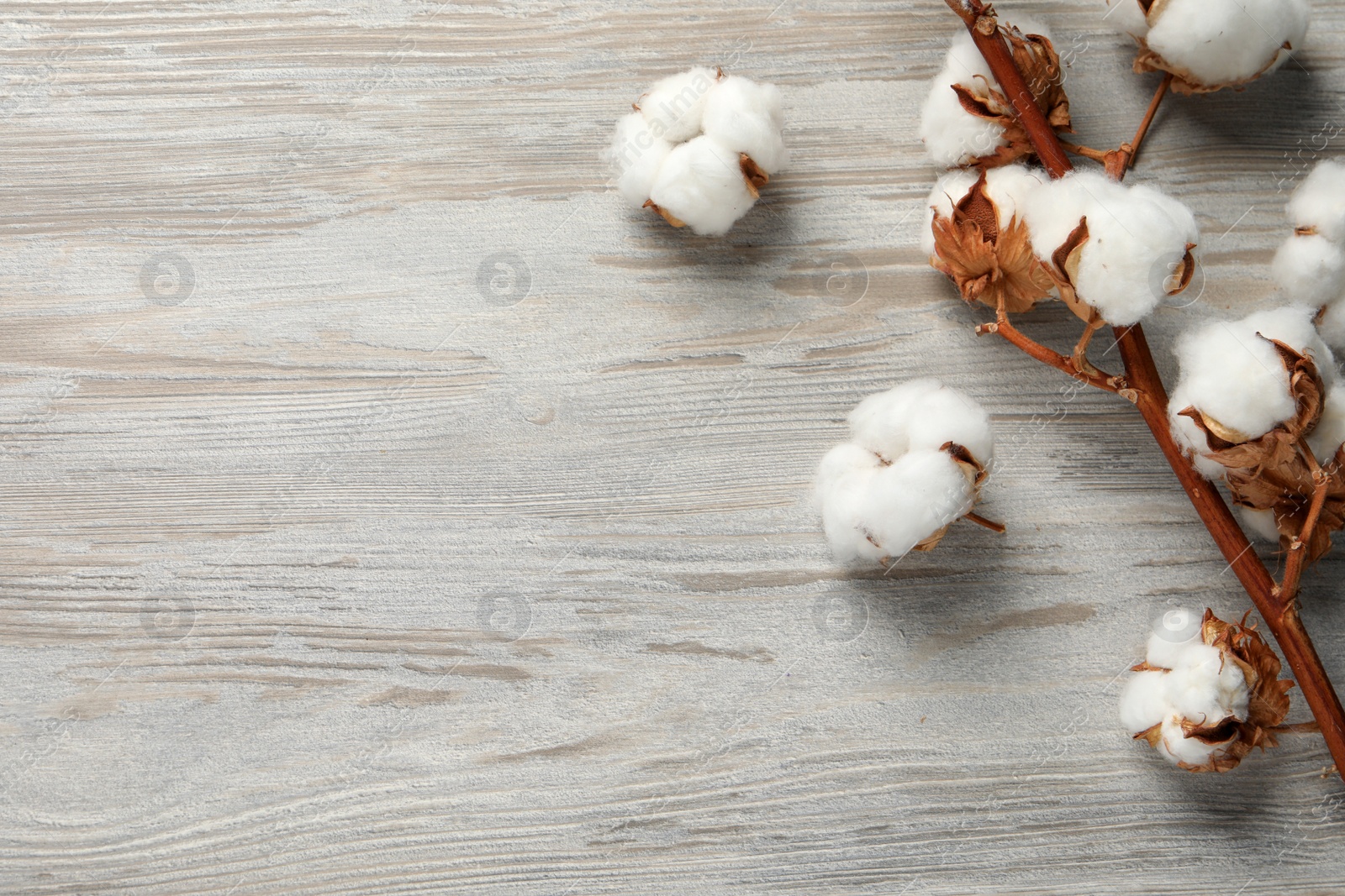 Photo of Dry cotton branch with fluffy flowers on wooden table, flat lay. Space for text