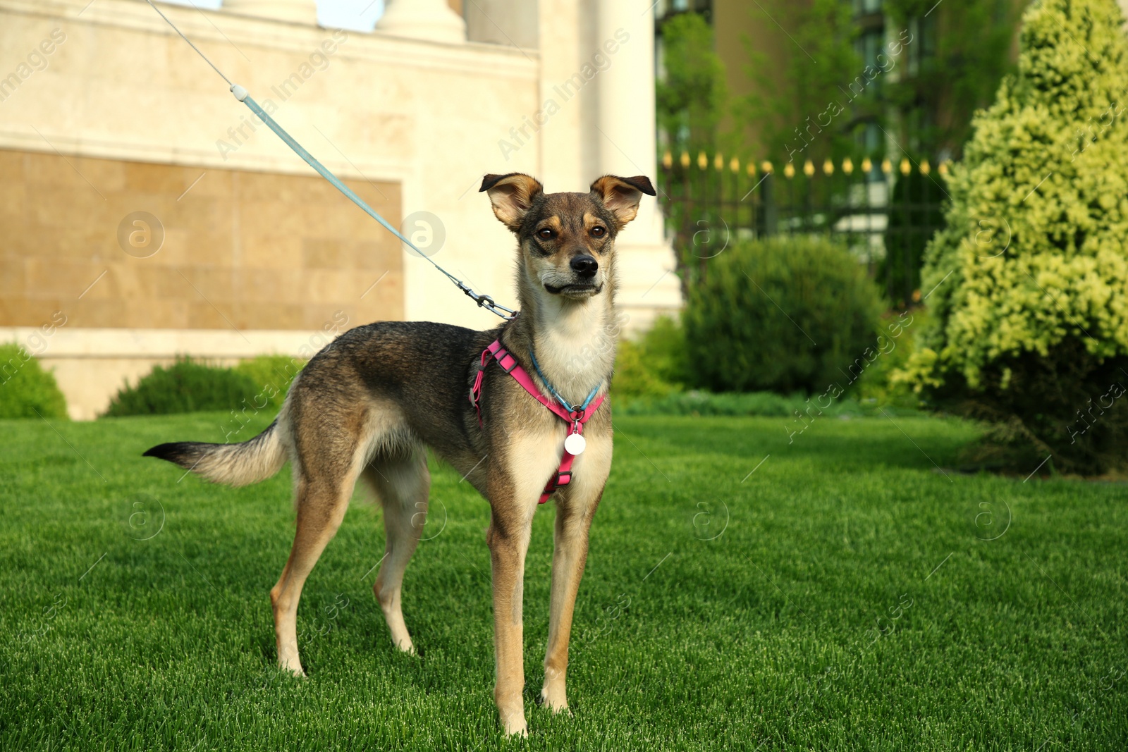 Photo of Adorable dog with leash on green grass outdoors, space for text