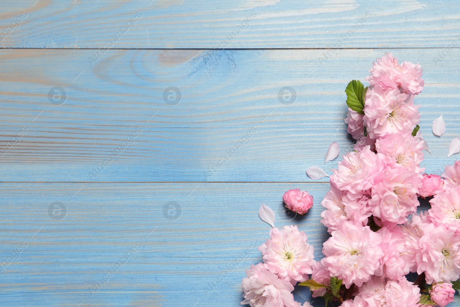 Photo of Beautiful sakura tree blossoms on light blue wooden background, flat lay. Space for text