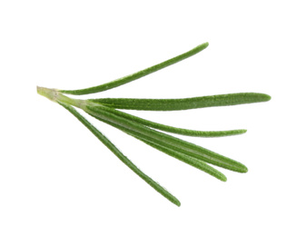 Photo of Fresh green rosemary isolated on white. Aromatic herb