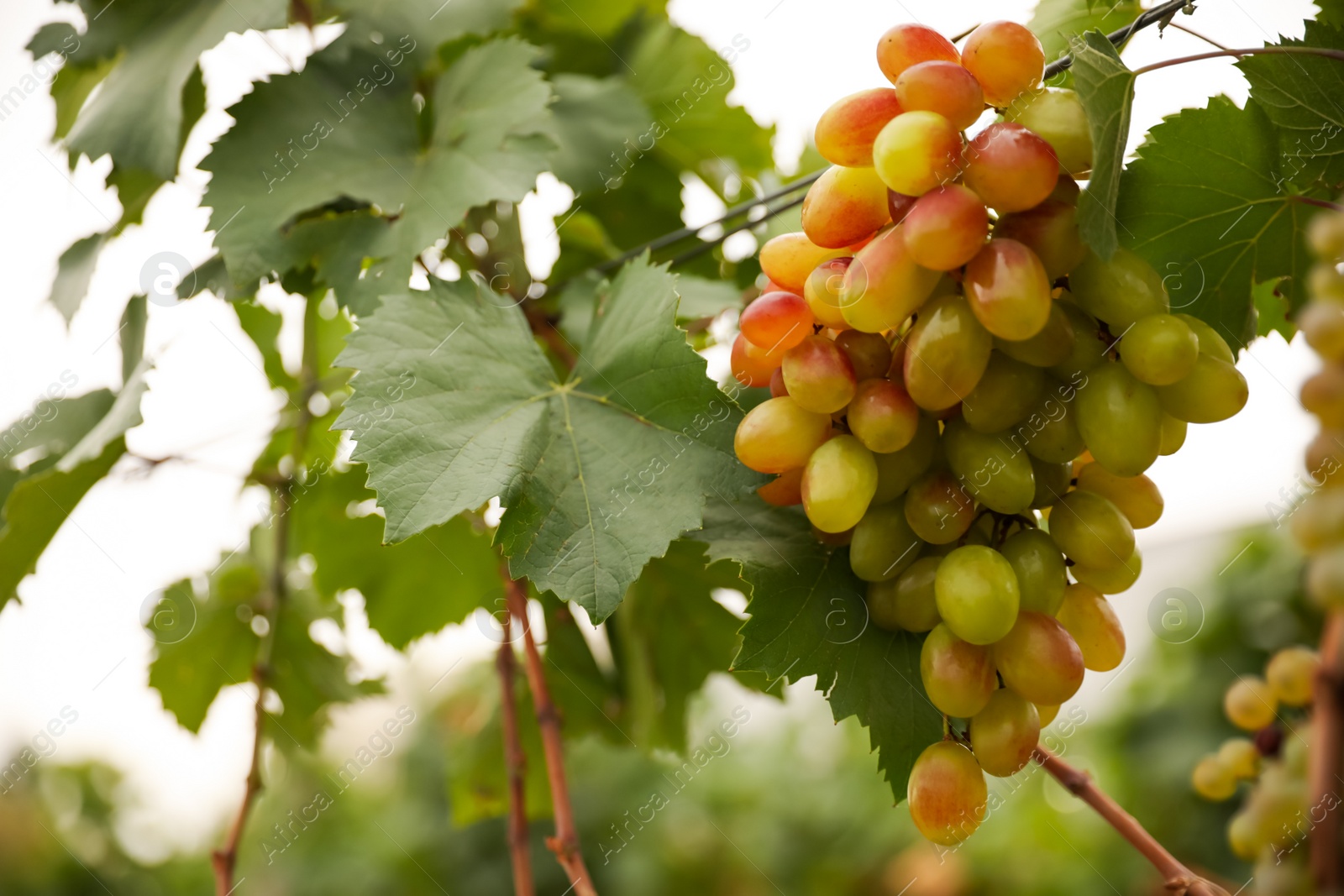 Photo of Bunch of ripe juicy grapes on branch in vineyard, closeup