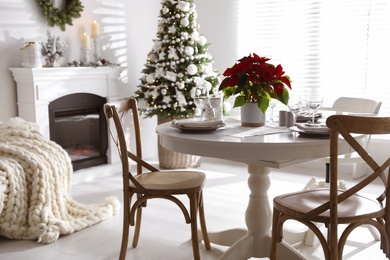 Christmas traditional flower Poinsettia on table with festive setting in room