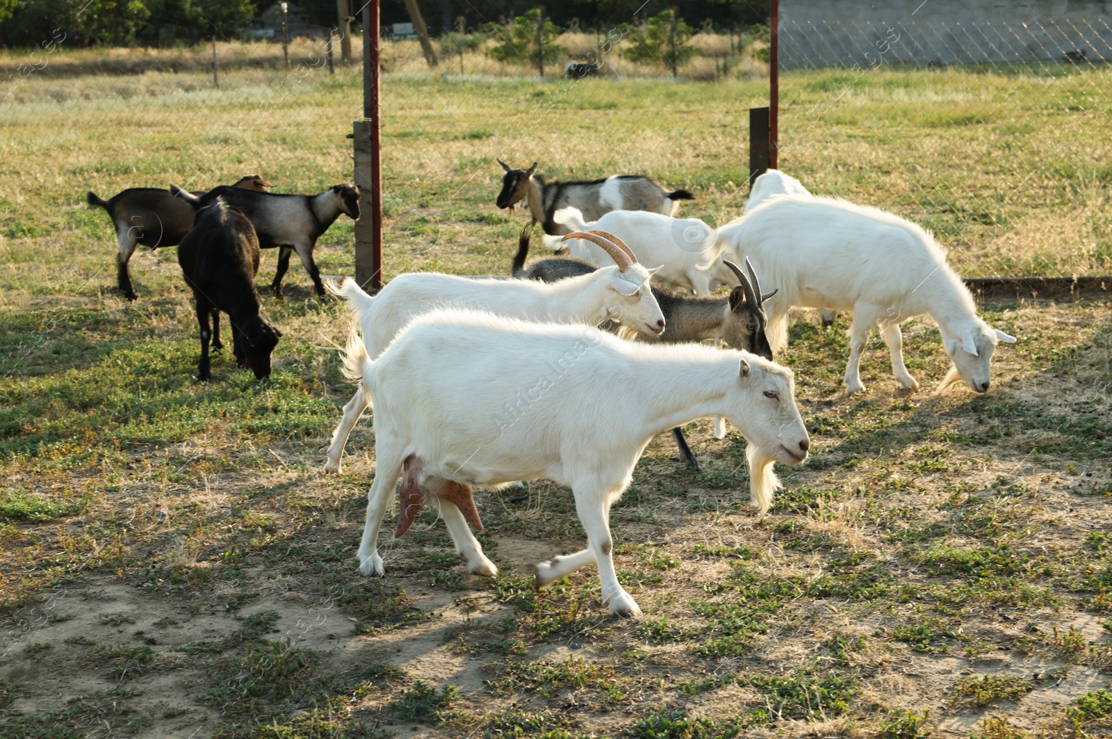 Photo of Goats on pasture at farm. Animal husbandry