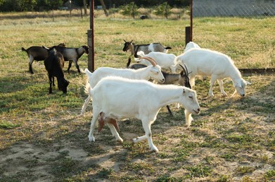 Photo of Goats on pasture at farm. Animal husbandry