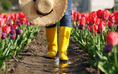 Photo of Woman in rubber boots walking across field with beautiful tulips after rain, closeup