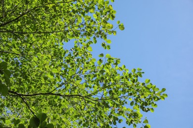 Beautiful tree with bright leaves against sky on sunny day, bottom view. Space for text