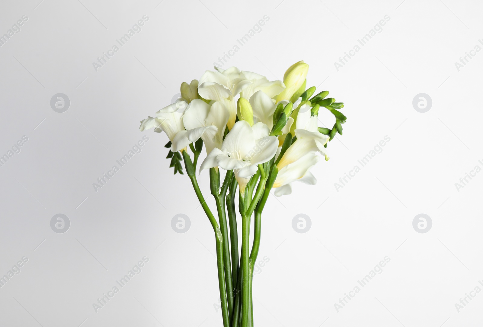 Photo of Beautiful tender freesia flowers on white background