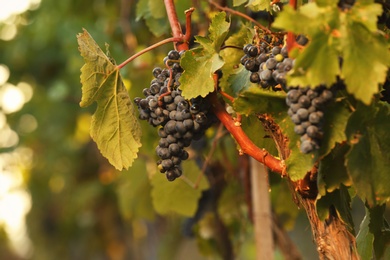 Photo of Fresh ripe juicy grapes growing on branches in vineyard