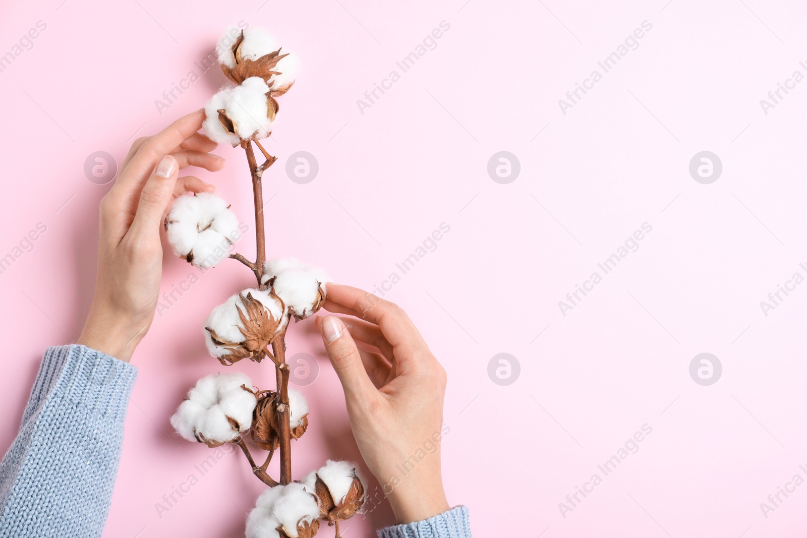 Photo of Young woman with fluffy cotton flowers on pink background, top view. Space for text