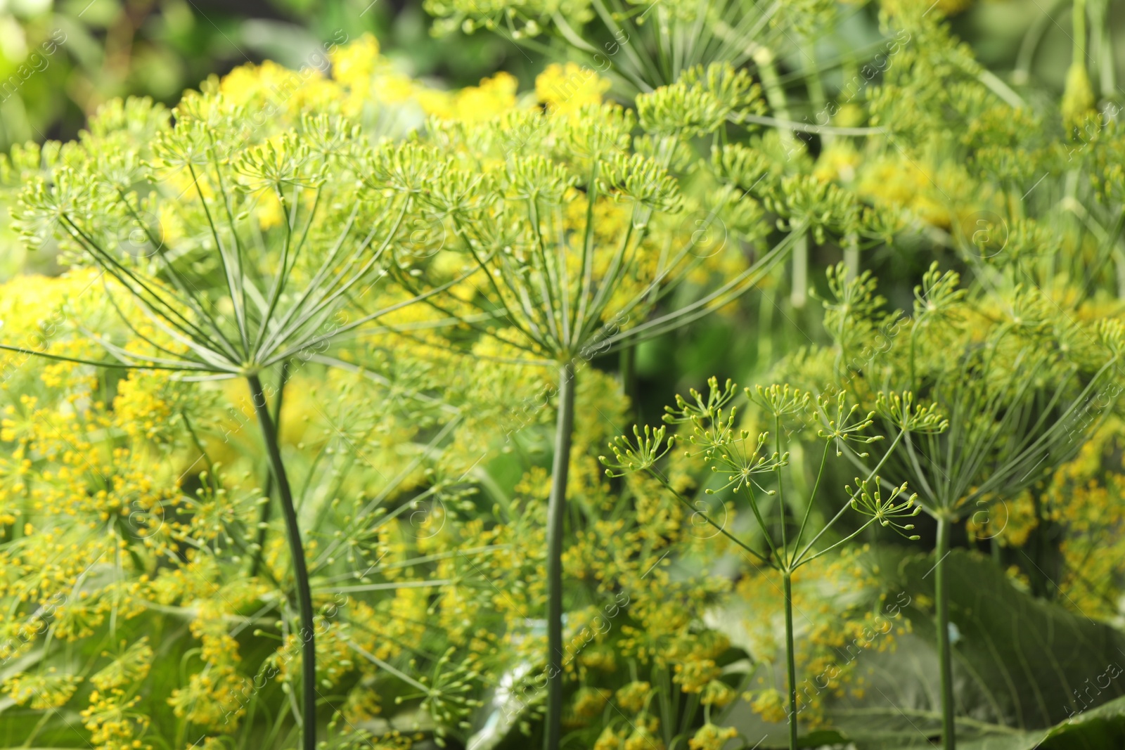 Photo of Fresh green dill flowers on blurred background, closeup