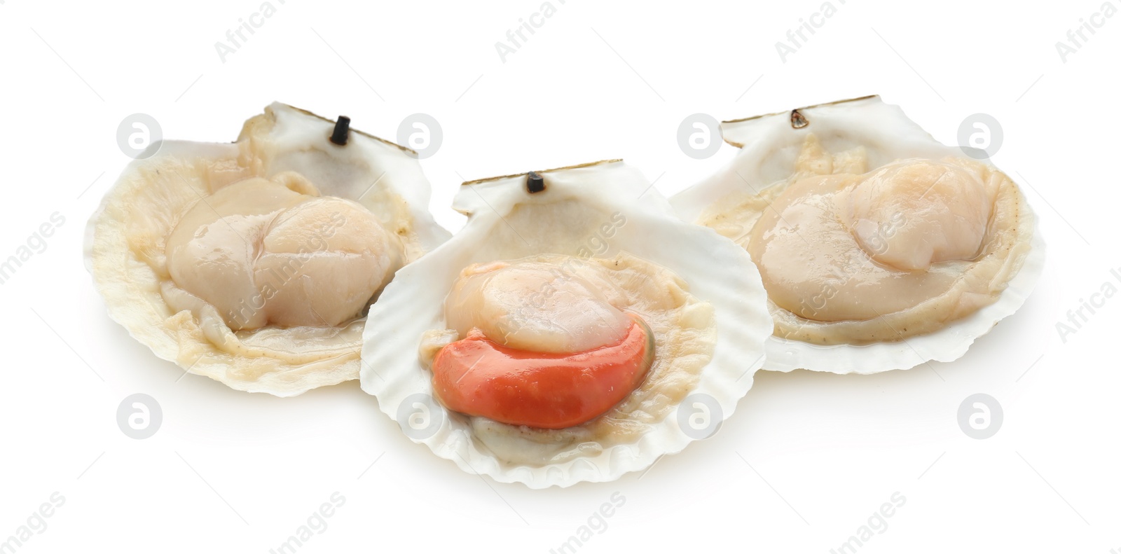 Photo of Fresh raw scallops in shells isolated on white