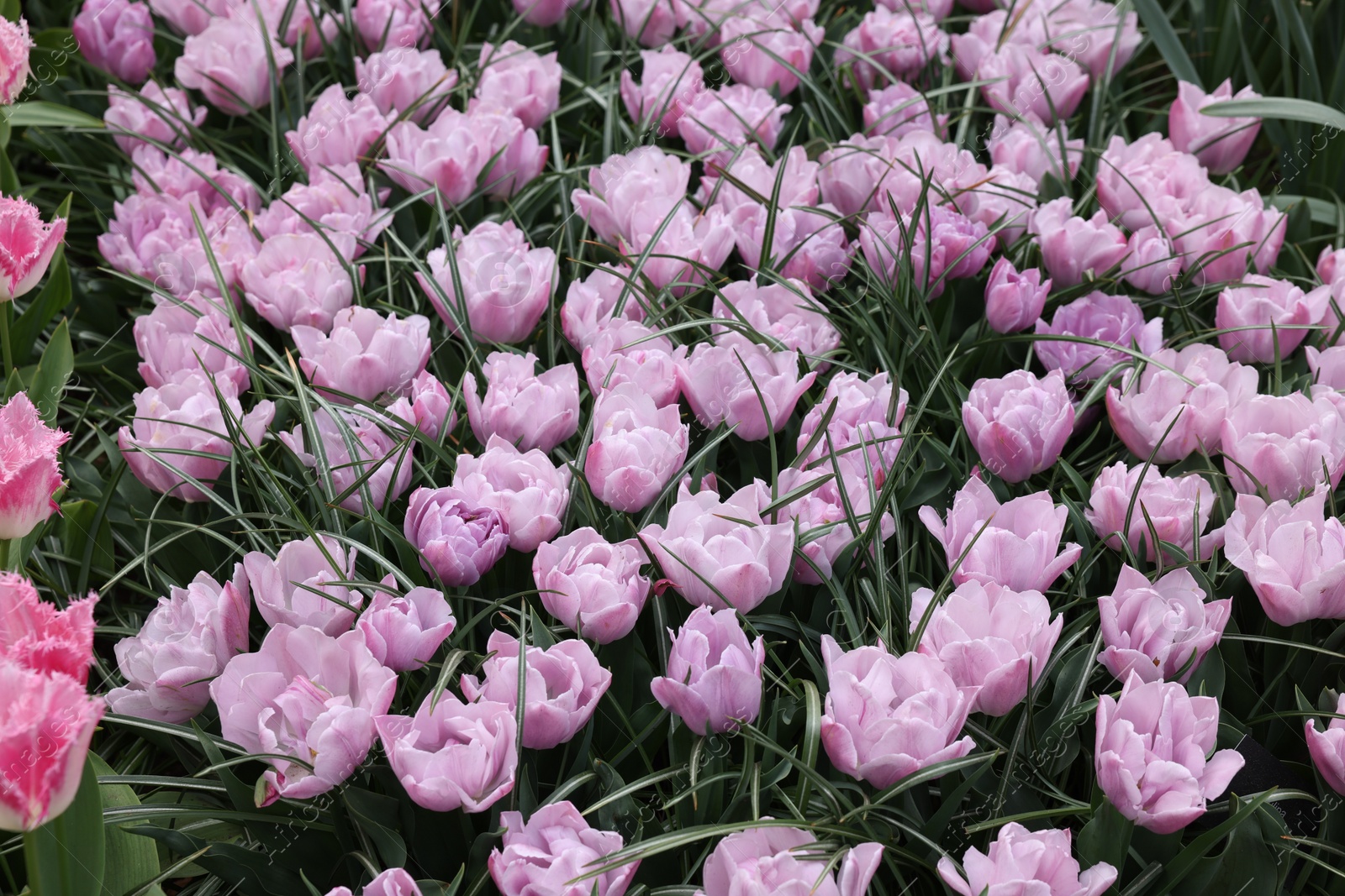 Photo of Many beautiful tulip flowers growing outdoors. Spring season