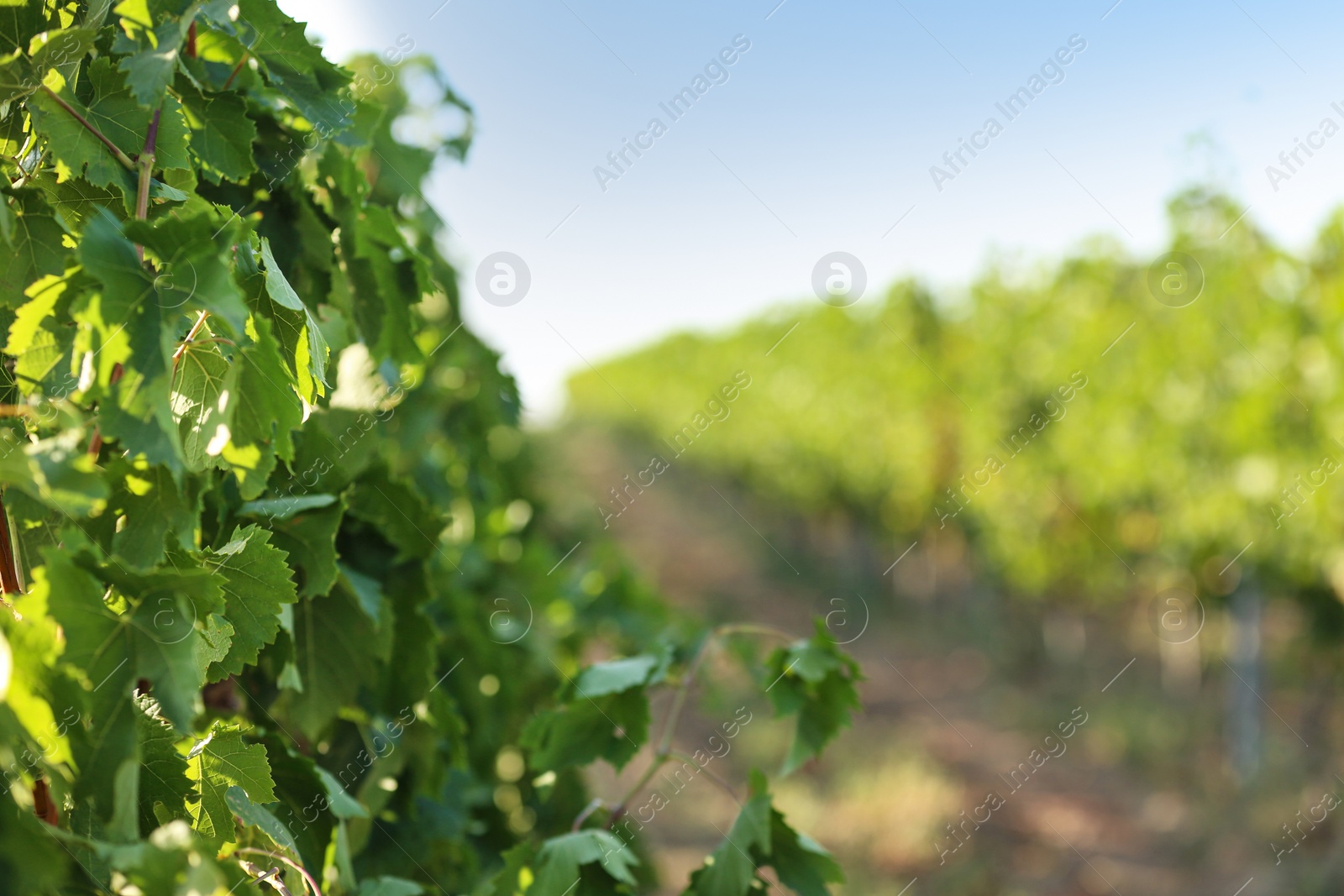 Photo of View of vineyard rows with fresh grapes on sunny day