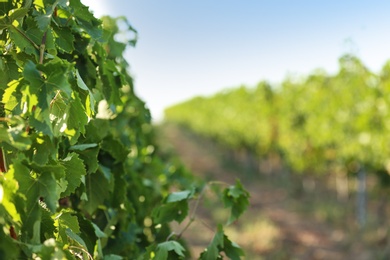 Photo of View of vineyard rows with fresh grapes on sunny day