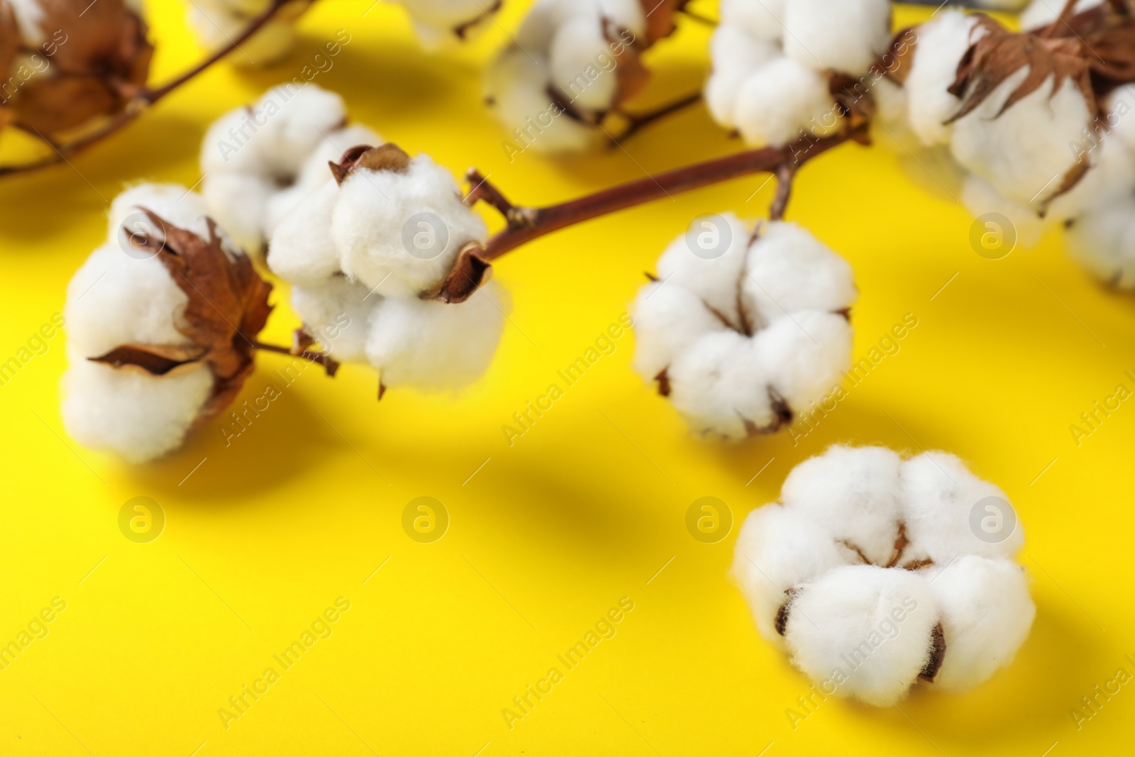 Photo of Fluffy cotton flowers on yellow background, closeup
