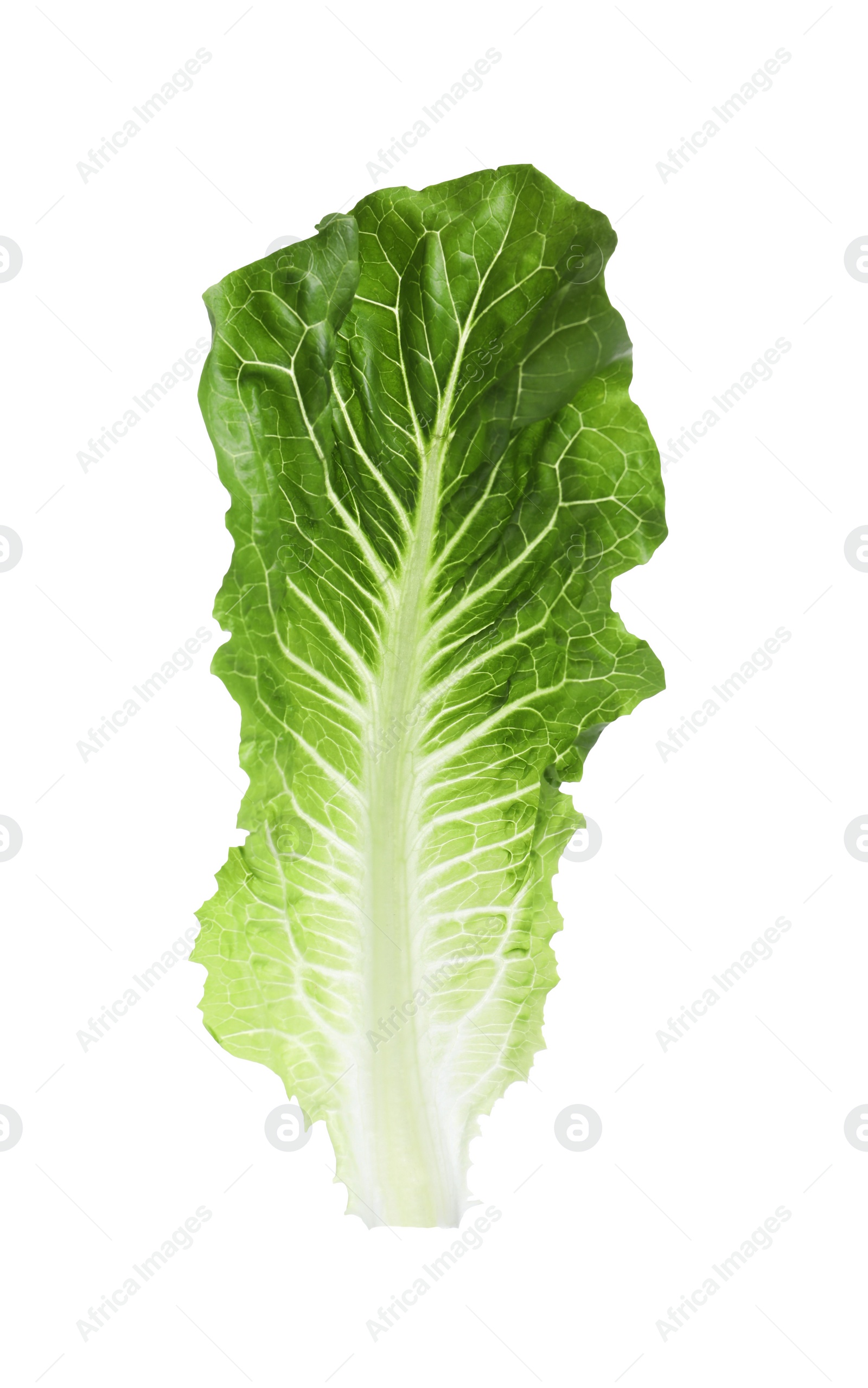 Photo of Fresh leaf of green romaine lettuce isolated on white