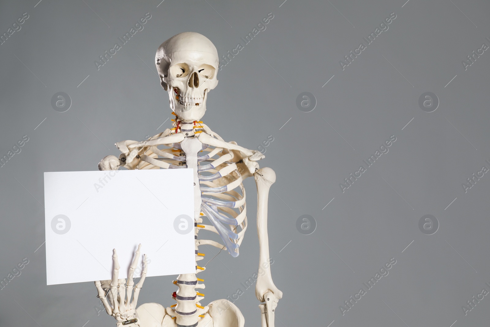 Photo of Artificial human skeleton model with blank paper sheet on grey background. Space for text