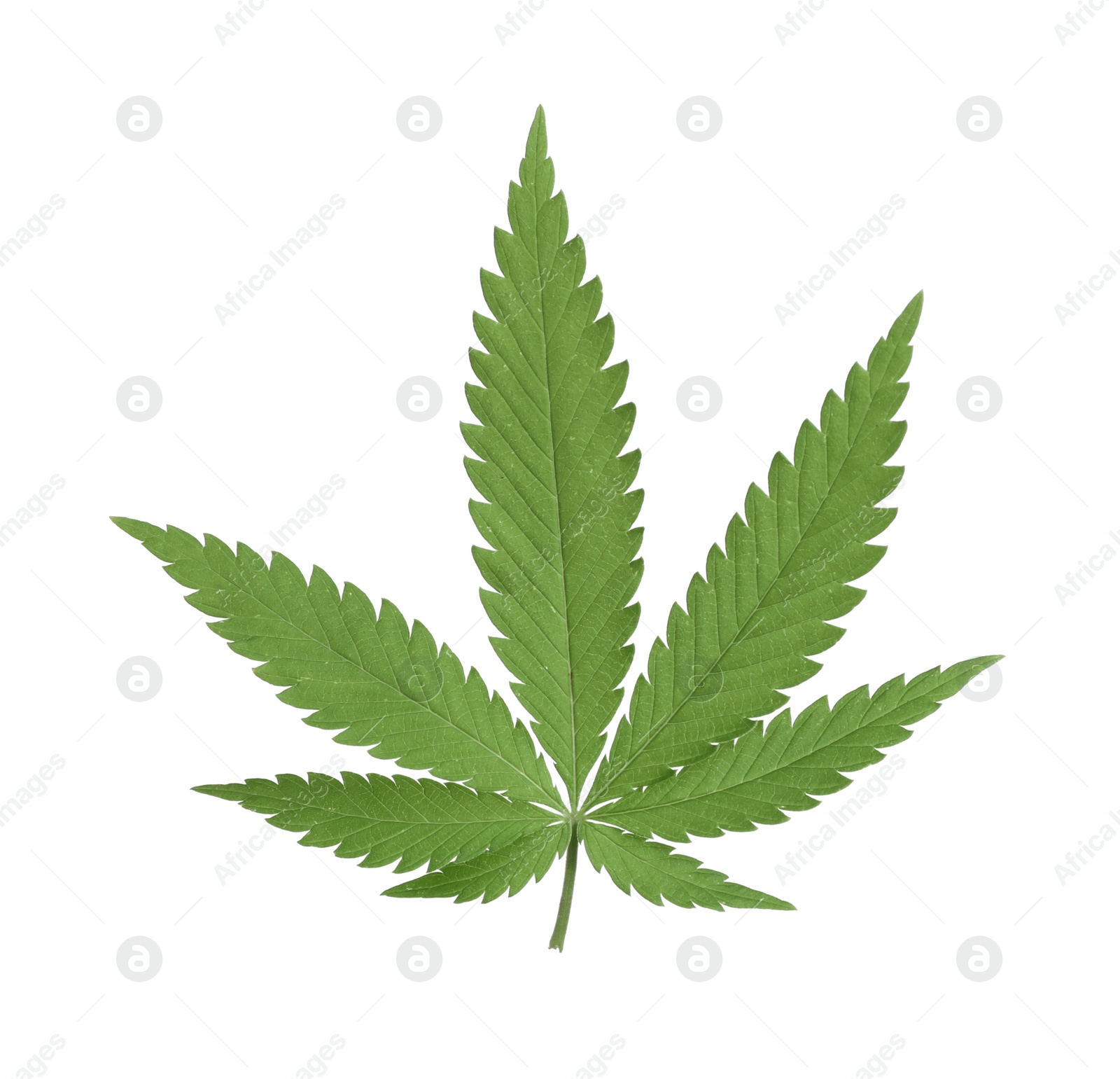 Photo of Lush green hemp leaf isolated on white