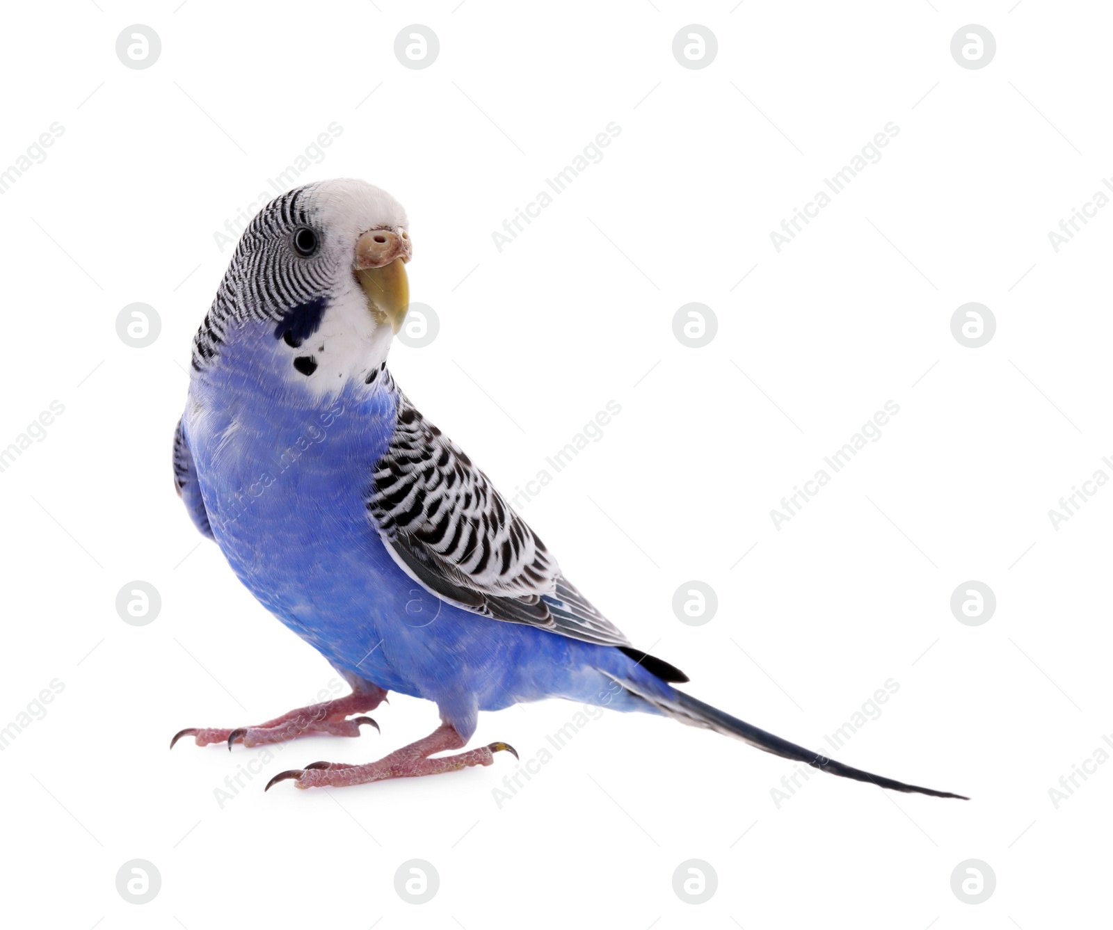 Photo of Beautiful parrot isolated on white. Exotic pet