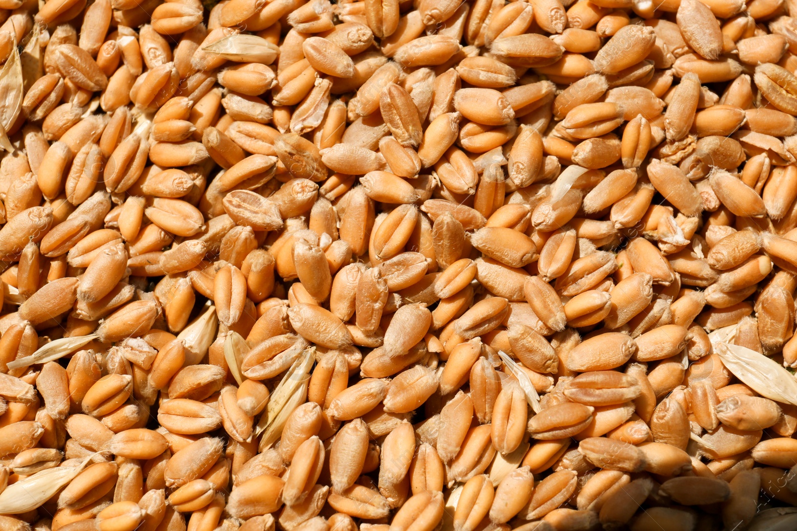 Photo of Pile of wheat grains as background, closeup view