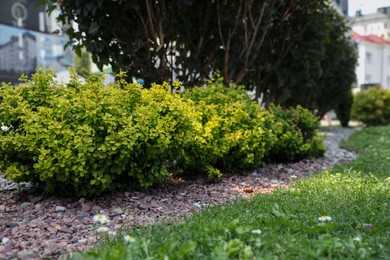 Photo of Beautiful barberry shrubs growing outdoors, space for text. Gardening and landscaping