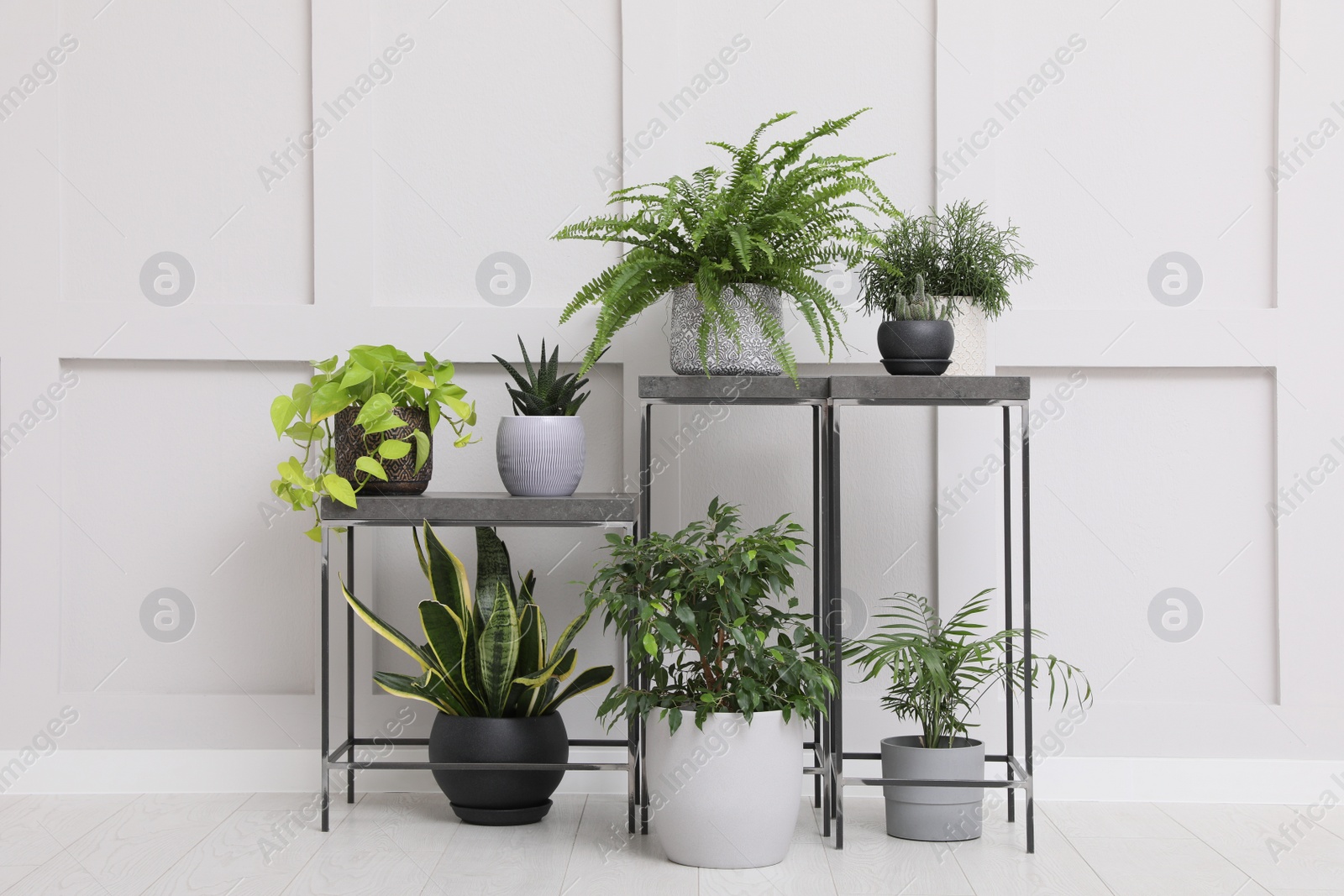 Photo of Many beautiful houseplants near white wall indoors. Interior design