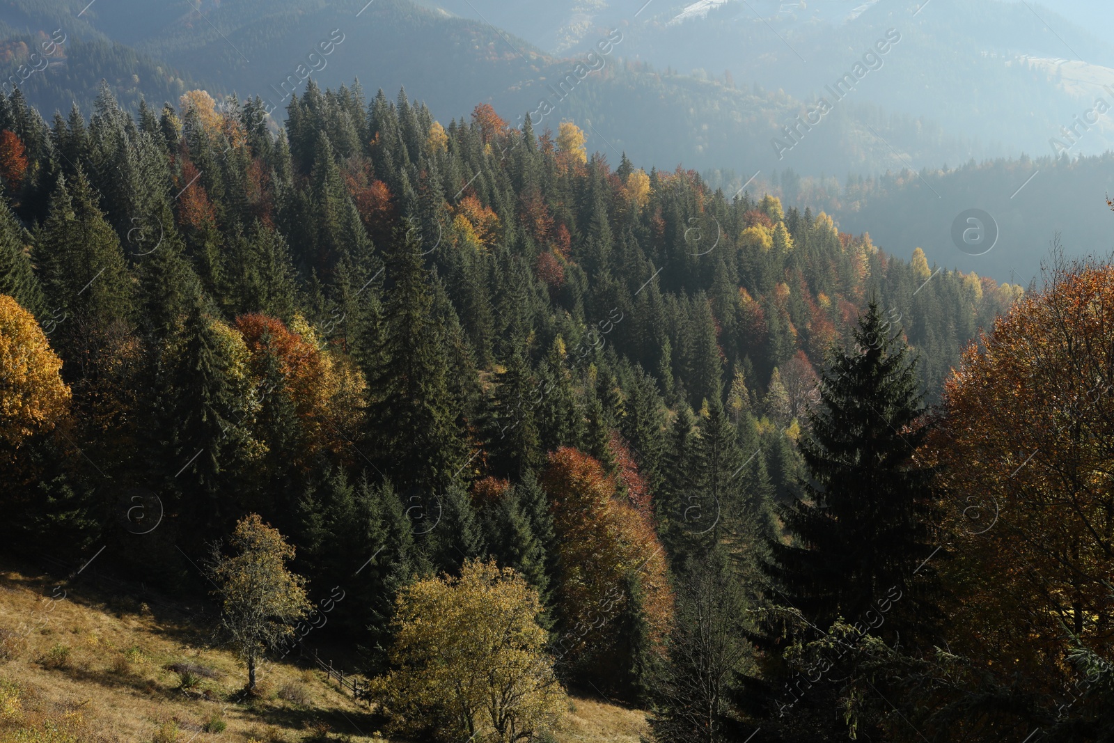 Photo of Beautiful view of sunlit mountain forest in morning. Autumn landscape