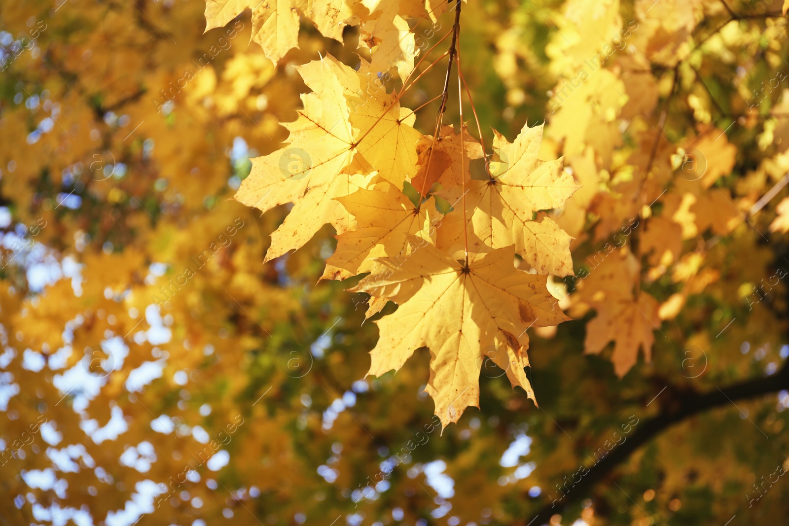 Photo of View of tree branches with autumn leaves in park