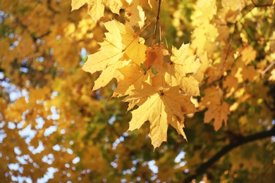 Photo of View of tree branches with autumn leaves in park