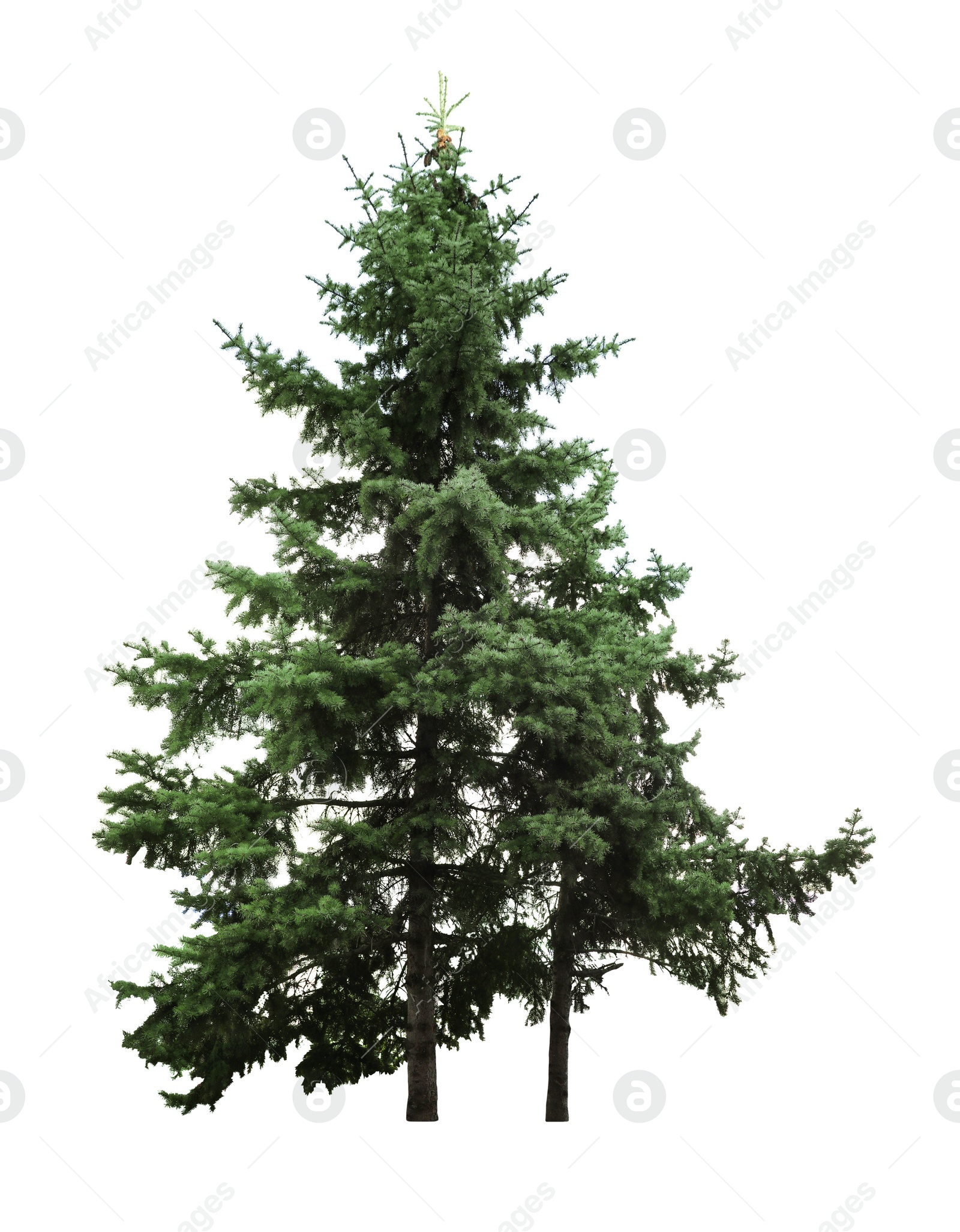 Image of Beautiful evergreen fir trees on white background